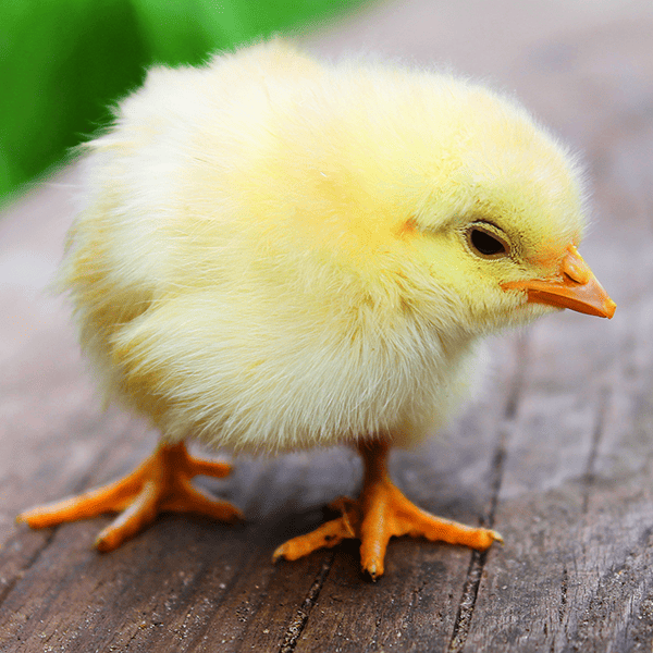 frozen poultry production