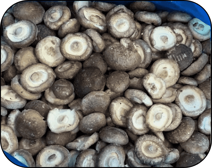 FROZEN SHIITAKE WHOLE