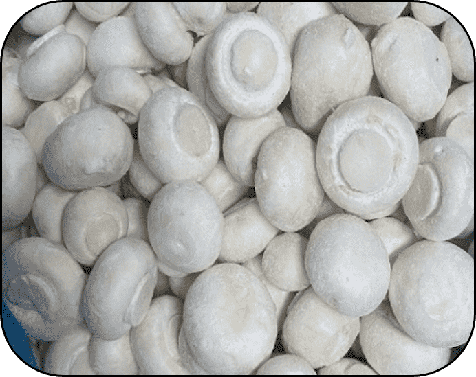 FROZEN CHAMPIGNON WHOLE