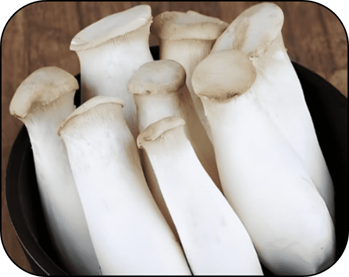 FROZEN PLEUROTUS ERYNGII
