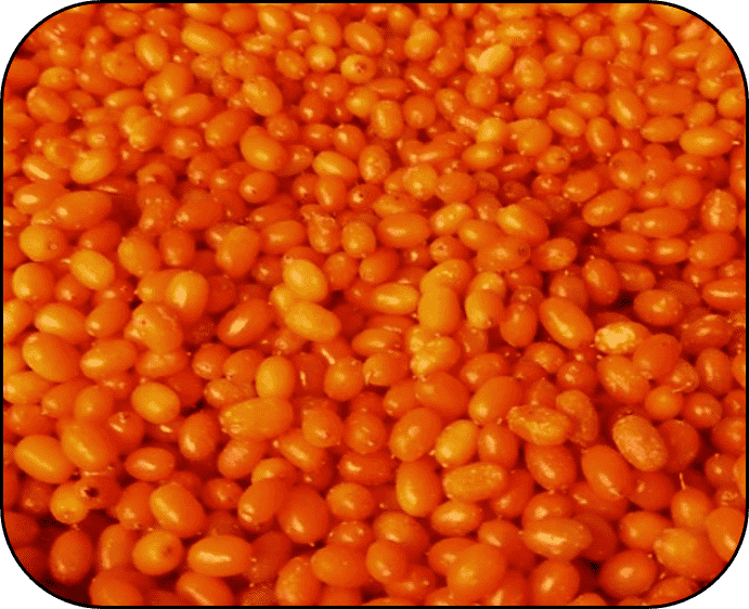 FROZEN SEA BUCKTHORN